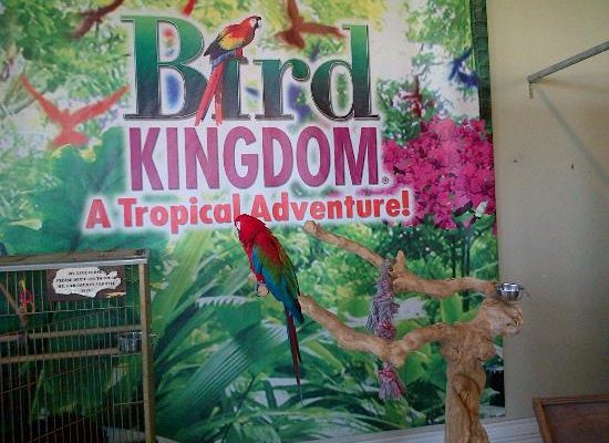 bird-kingdom